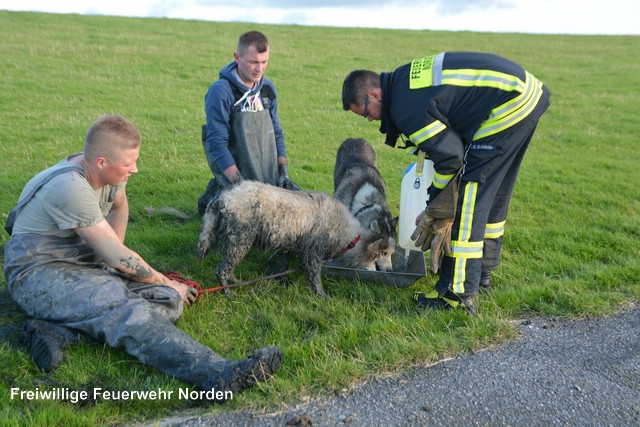 Tierrettung, 06.07.2016