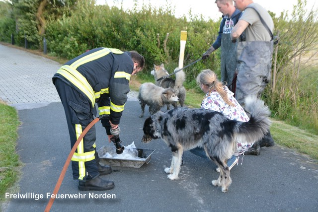 Tierrettung, 06.07.2016