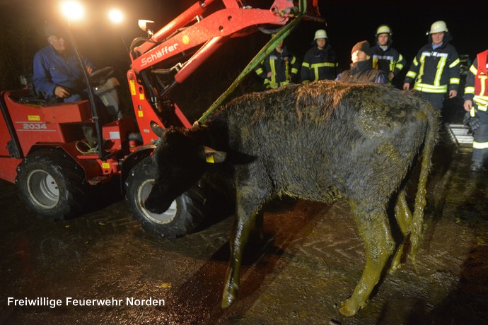 Tierrettung, 13.01.2017