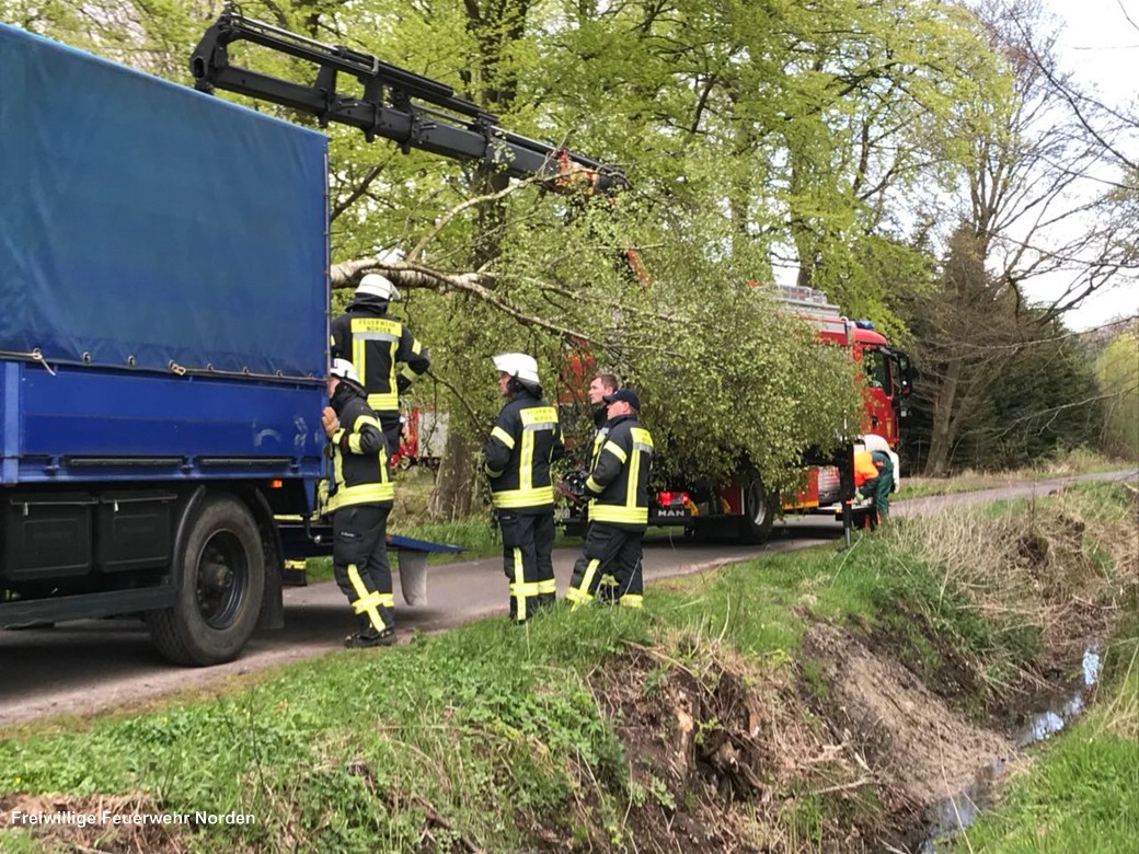 Maibaum 2018