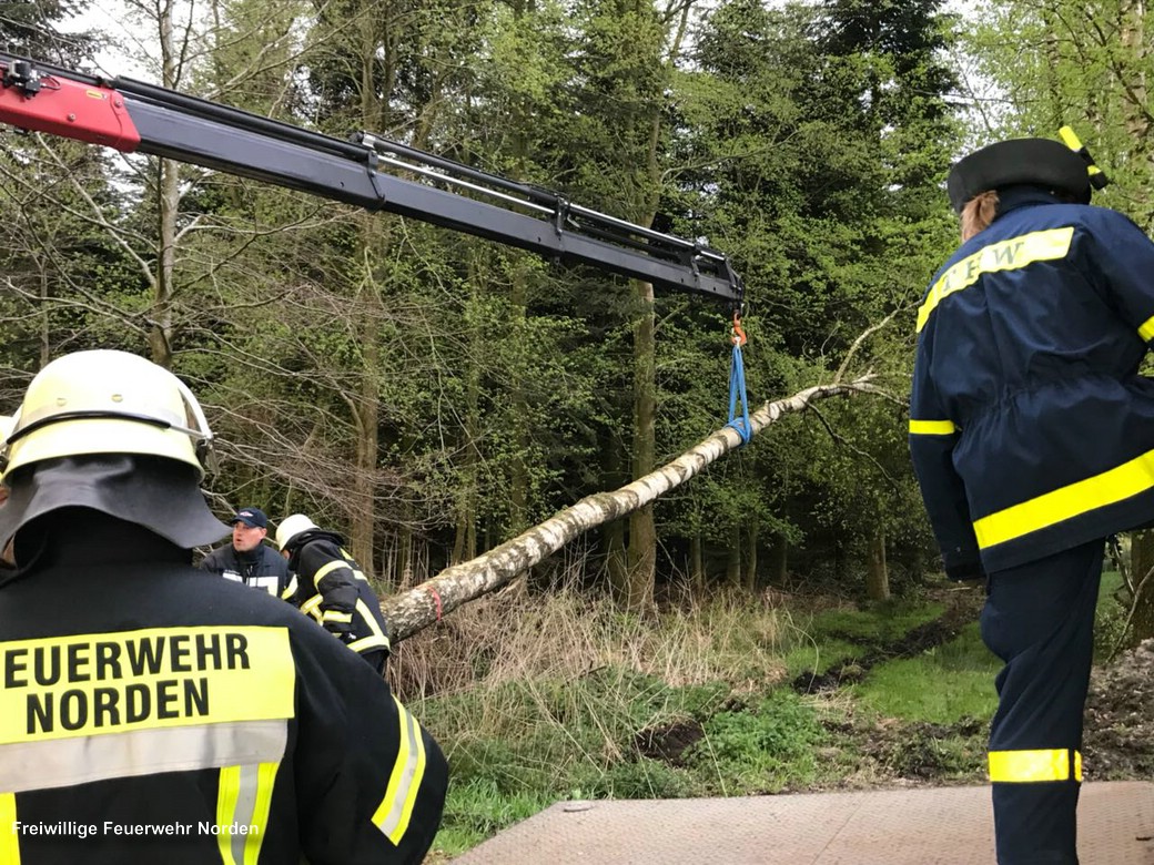 Maibaum 2018