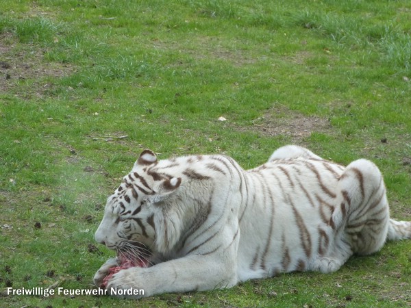 Serengeti-Park, 04.05.2013