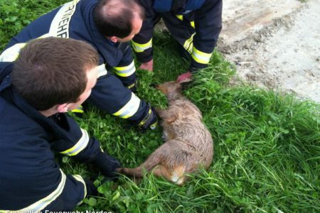 Tierrettung, 13.05.2012