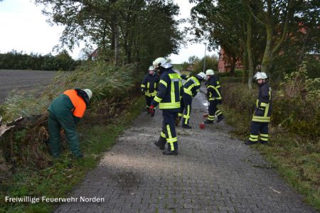 Umgestürzter Baum, 07.10.2014